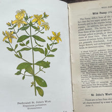 Load image into Gallery viewer, 1905 Wayside and Woodland Blossoms; Edwardian Illustrated Book (et)