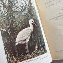 Load image into Gallery viewer, The Birds and Their Story by R.B.Lodge A Book for Young Folk Edwardian Illustrated