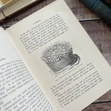 Load image into Gallery viewer, 1891 Glimpses of Nature by Dr Andrew Wilson; Late Victorian Natural History Book