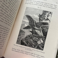 Load image into Gallery viewer, 1909 Winners in Life's Race by Arabella Buckley Illustrated Antique Book