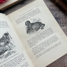 Load image into Gallery viewer, The Boy's Own Book of Natural History by Rev JG Wood; Jessie King Design Cover