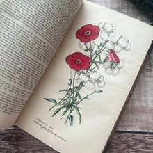 Load image into Gallery viewer, 1854 Floricultural Cabinet; Early Victorian with Hand Coloured Plates