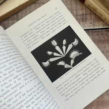 Load image into Gallery viewer, Nature Curious and Beautiful by Richard Kerr; Early 20th Century Illustrated Book