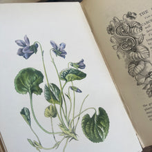 Load image into Gallery viewer, Familiar Wild Flowers First Series by Edward Hulme Beautiful Antique Book