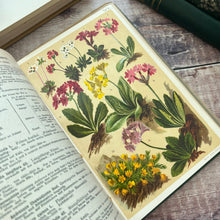 Load image into Gallery viewer, Alpine flowers by L & Prof Dr. C Schroter Antique Illustrated Book Beautiful Binding