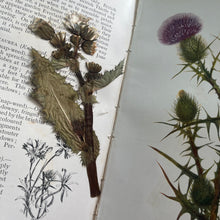 Load image into Gallery viewer, 1907 Flowers of the Field by Rev CA Johns; Antique Floral Binding Book