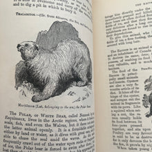 Load image into Gallery viewer, The Boy's Own Natural History Beautiful Cloth Binding Late Victorian Book