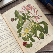 Load image into Gallery viewer, The Little Flower Seekers by Rosa Mulholland Beautiful Victorian Children's Book