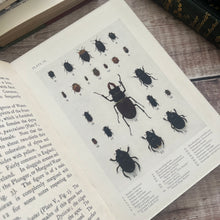 Load image into Gallery viewer, 1914 Common British Beetles by Rev Charles A Hall; Peeps at Nature Series First Edition
