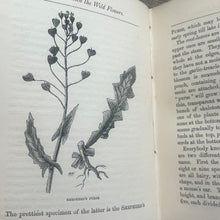 Load image into Gallery viewer, A Year with the Wild Flowers by Edith Waddy; Victorian Illustrated Botany Book