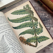 Load image into Gallery viewer, British Ferns and their Allies by Thomas Moore Mid Victorian Book with Colour Plates