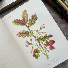 Load image into Gallery viewer, 1887 Sylvan Spring by Francis George Heath; Illustrated with Colour Plates (e)