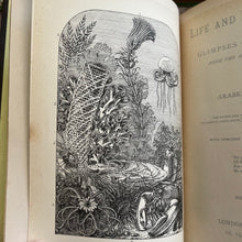 Load image into Gallery viewer, 1901 Life and Her Children by Arabella Buckley Illustrated Antique Book
