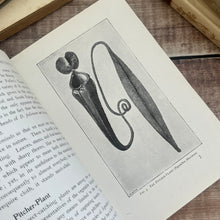 Load image into Gallery viewer, Nature Curious and Beautiful by Richard Kerr; Early 20th Century Illustrated Book