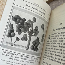 Load image into Gallery viewer, 1910 Gleanings from the Fields of Nature by Edward T Connold; Illustrated Book