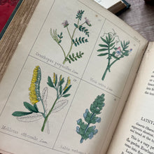 Load image into Gallery viewer, 1852 Popular Field Botany by Agnes Catlow; Third Edition with Hand Coloured Plates