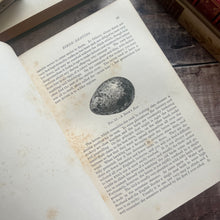 Load image into Gallery viewer, 1895 Country Pastimes for Boys Illustrated Nature Book