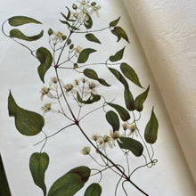 Load image into Gallery viewer, Flowers of the Field by Rev CA Johns Eleventh Impression Antique Floral Book