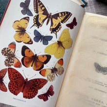 Load image into Gallery viewer, 1912 The Outdoor World or The Young Collector's Handbook by W Furneaux; Illustrated