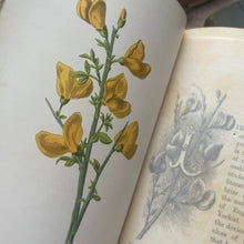 Load image into Gallery viewer, Familiar Wild Flowers Five Volumes; Half Leather Illustrated Set