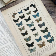 Load image into Gallery viewer, British and European Butterflies and Moths ... Colour Illustrations
