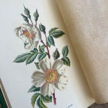Load image into Gallery viewer, Familiar Wild Flowers First Series by Edward Hulme Beautiful Antique Book