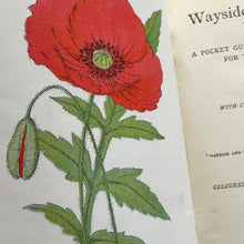 Load image into Gallery viewer, 1905 Wayside and Woodland Blossoms; Edwardian Illustrated Book (et)