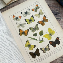 Load image into Gallery viewer, British and European Butterflies and Moths ... Colour Illustrations