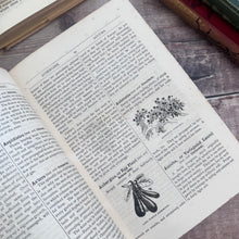 Load image into Gallery viewer, 1895 Beeton's All About Gardening A Dictionary of Garden Work 500 Illustrations