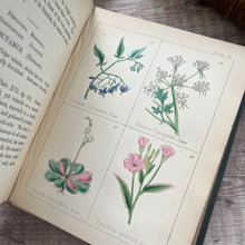 Load image into Gallery viewer, 1852 Popular Field Botany by Agnes Catlow; Third Edition with Hand Coloured Plates