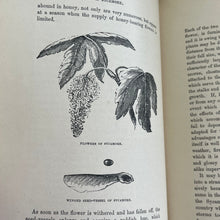 Load image into Gallery viewer, 1899 The Forest Trees of Britain by Rev C.A. Johns; Illustrated Victorian Book