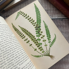Load image into Gallery viewer, 1869 The Fern Garden by Shirley Hibberd Mid Victorian Book with Plates