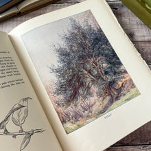 Load image into Gallery viewer, Our Friendly Trees by Barbara Briggs; Vintage Illustrated Book with Dust Jacket