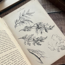 Load image into Gallery viewer, 1876 Hand Book of Foliage and Foreground Drawing; Illustrated Mid Victorian Book