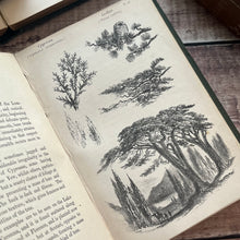 Load image into Gallery viewer, 1876 Hand Book of Foliage and Foreground Drawing; Illustrated Mid Victorian Book