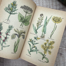 Load image into Gallery viewer, The British Herbal and Family Physician for the Use of Private Families by Culpeper; with colour plates