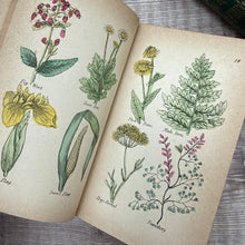 Load image into Gallery viewer, The British Herbal and Family Physician for the Use of Private Families by Culpeper; with colour plates