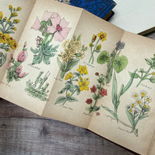 Load image into Gallery viewer, The British Herbal and Family Physician for the Use of Private Families by Culpeper; with colour plates