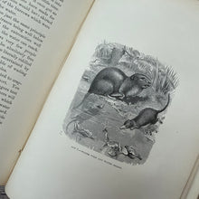 Load image into Gallery viewer, 1875 Treapassers by Rev J G Wood; Victorian Illustrated Natural History Book