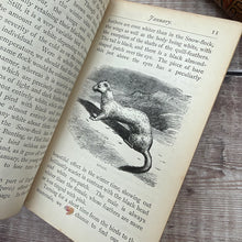 Load image into Gallery viewer, 1873 The Calendar of the Months or The Young Naturalist Abroad by Rev J G Wood; Mid Victorian Illustrated Book