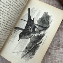 Load image into Gallery viewer, 1873 The Calendar of the Months or The Young Naturalist Abroad by Rev J G Wood; Mid Victorian Illustrated Book