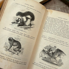 Load image into Gallery viewer, 1853 The Illustrated Natural History by Rev J G Wood; Mid Victorian Book