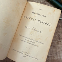 Load image into Gallery viewer, 1853 The Illustrated Natural History by Rev J G Wood; Mid Victorian Book