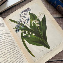 Load image into Gallery viewer, The Little Flower Seekers by Rosa Mulholland Beautiful Victorian Children's Book
