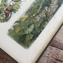 Load image into Gallery viewer, 1870 Rare First Edition of Fairyland; Pictures from the Elf World by Richard Doyle
