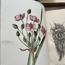 Load image into Gallery viewer, Familiar Wild Flowers Second Series by Edward Hulme; Half Leather Illustrated Book
