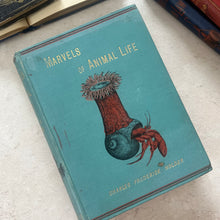 Load image into Gallery viewer, Marvels of Animal Life by Charles Frederick Holder; Stunning Victorian Illustrated Book
