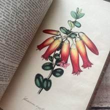 Load image into Gallery viewer, 1854 Floricultural Cabinet; Early Victorian with Hand Coloured Plates
