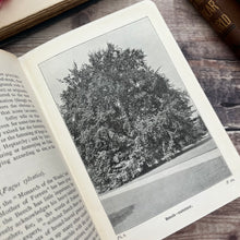 Load image into Gallery viewer, 1904 Wayside and Woodland Trees; A Pocket Guide to the British Sylva
