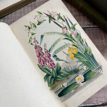 Load image into Gallery viewer, 1839 Our Wild Flowers Familiarly Described and Illustrated with Hand Coloured Plates
